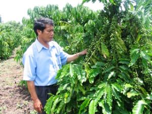 试验种植咖啡新品种。