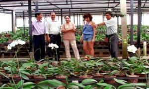 兰蝴蝶种植发财。