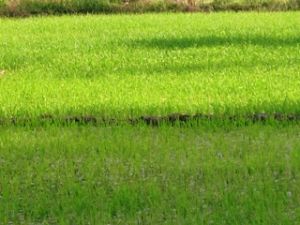 水稻超过1.700公顷感染田螺。