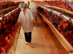 同奈省针对农户规模畜牧家属、家禽发行了决定。