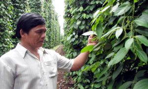 为何让胡椒园病害少、产量高。