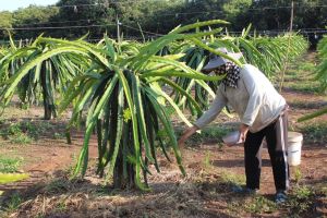 肥料や植物保護薬に関する多くの違反