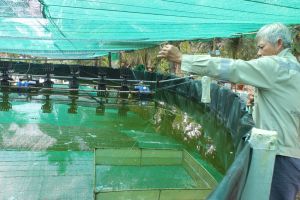 ハイテク応用のエビ養殖