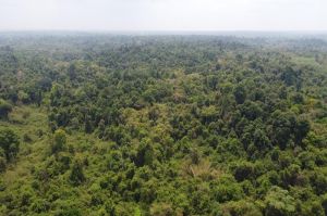 ドンナイ文化保護区の自然の森林開発と自然生態系の回復のための406億ドン以上