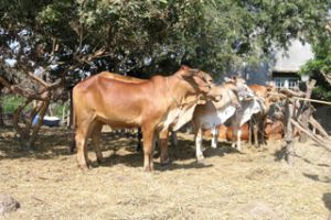 The agricultural sector to focus on high-tech application models