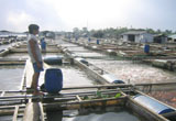 Water quality in Dong Nai River deteriorated