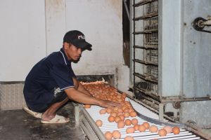 把工业于饲养家禽