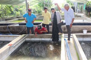 庄崩县饲养鳗鱼不用泥水的效果