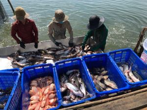 发展水产饲养的领域