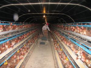 60 farms across the province obtain the biological safety certificate