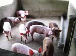 The first vaccination for cattle in 2011 gains higher result than in the same period last year