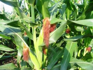 In 2011, nearly 54,000 hectares of corn are grown