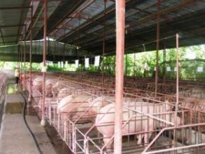 Agricultural insurance will be piloted in July