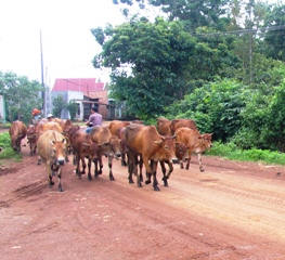 Total investigation on rural, agricultural and aquatic product aspects starts on 1st July