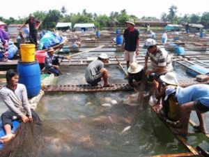 Aquaculture is facing many difficulties in the first 6 months