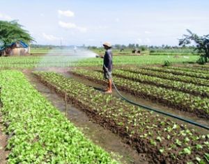 Strive for obtaining 60 percents of peasant’s households being recognized as excellent producer and trader at 3 administrative levels