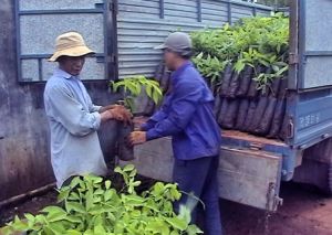 Prospered by growing rubber seedlings