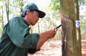 出口梨子、胡椒、橡胶金额都增加