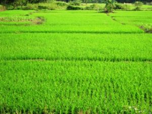 Many rice fields have been infected