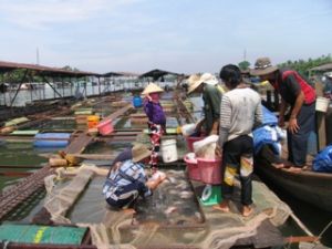 Aquacultural farmers are facing difficulties