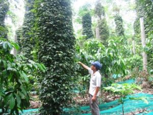 Lots of rains cause pests and diseases on pepper