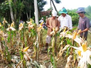 Provincial Farmer’s Association: strengthening the competitive movement of best business and production and elevating the association’s role in new stage