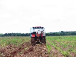 Develop the planning of raw sugarcane area: supports are not enough