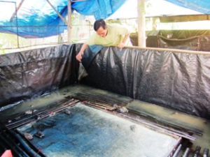 High effectiveness from out-of-season breeding frogs