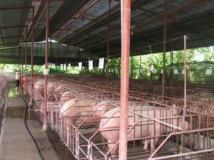 Breakthroughs should be made to improve the cooperatives of agricultural and rural sectors