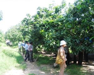 Establish 4 new agricultural cooperatives