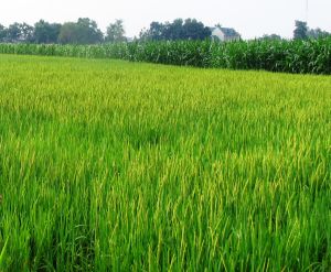 Nearly 2,500 hectares of rice field infected by golden snails