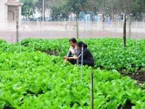 Summon all resources to develop 3 agricultural factors