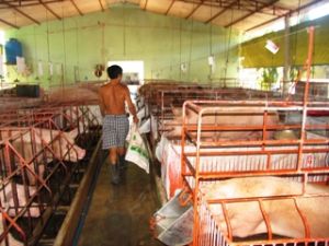 A rise in pig price starts over