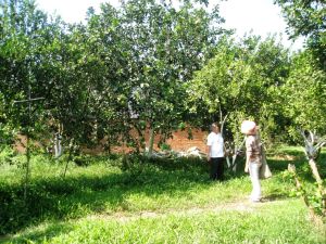 新福县恢复农业生产