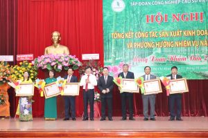 越南橡胶工业集团管理近402千公顷橡胶