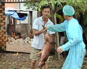 Be active in Porcine Reproductive & Respiratory Syndrome prevention