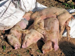 Solutions to prevent blue-ear pig disease