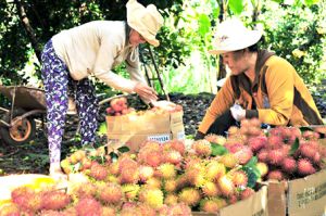 For fruit export