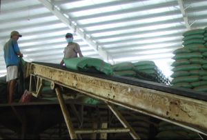 Tin Nghia maintained the 2nd position in coffee export in Vietnam