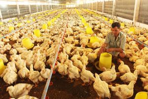 Processed chicken breast exported to Japan