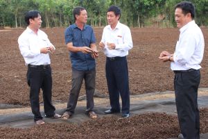 Export local turmeric into Indian market