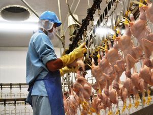 Export of processed chicken to the Japanese market