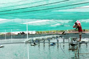 Expectations on fishery