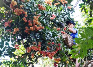 "Awaken" potential of Dong Nai’s specialties