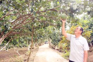 Dong Nai fruit trying to enter strict markets