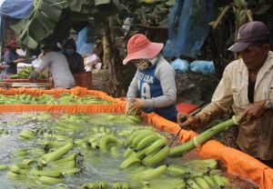 Branding agricultural commodities fails to meet its value