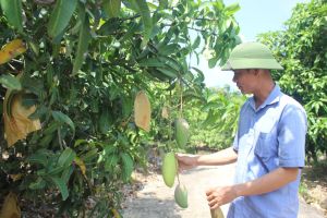 Deploying Preferential Loans for Cooperatives