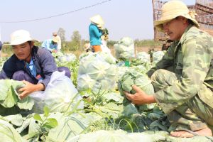 Cam My district to aiming at production and consumption of clean vegetables