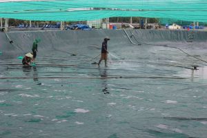 High-tech intensive shrimp farming