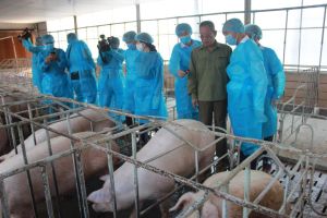 Focus on developing breeding pigs to stabilize husbandry